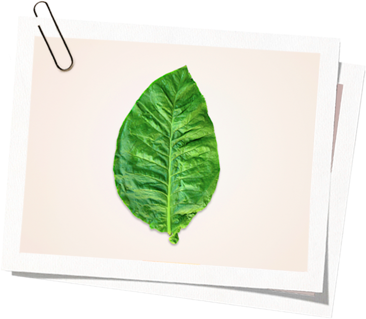 nicotine leaf